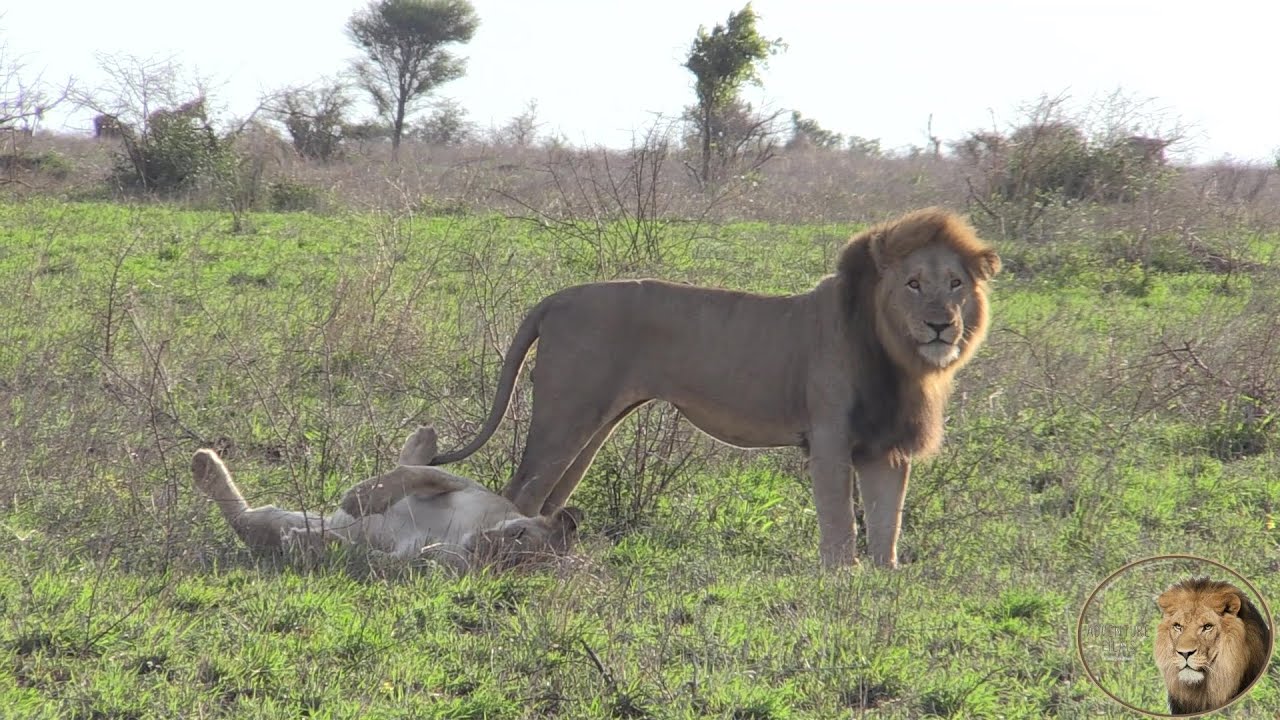 Latest Lion Sightings Kruger National Park #1
