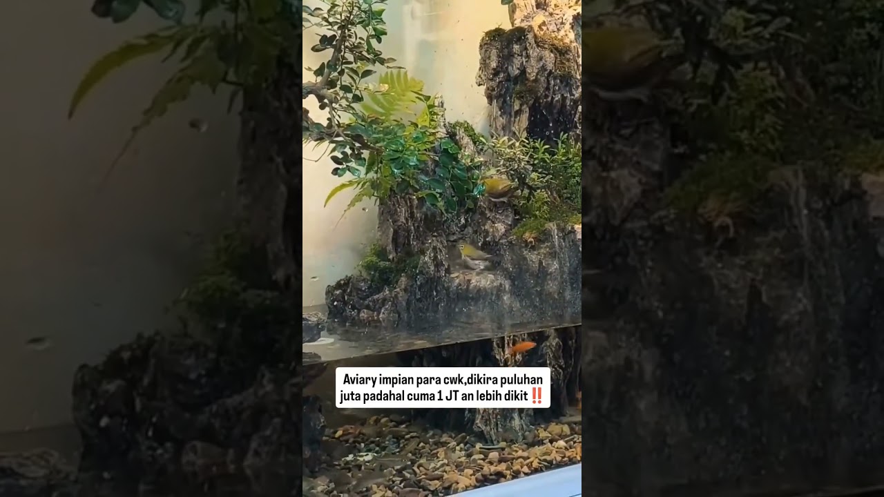 Aviary Kenari dan Finch 