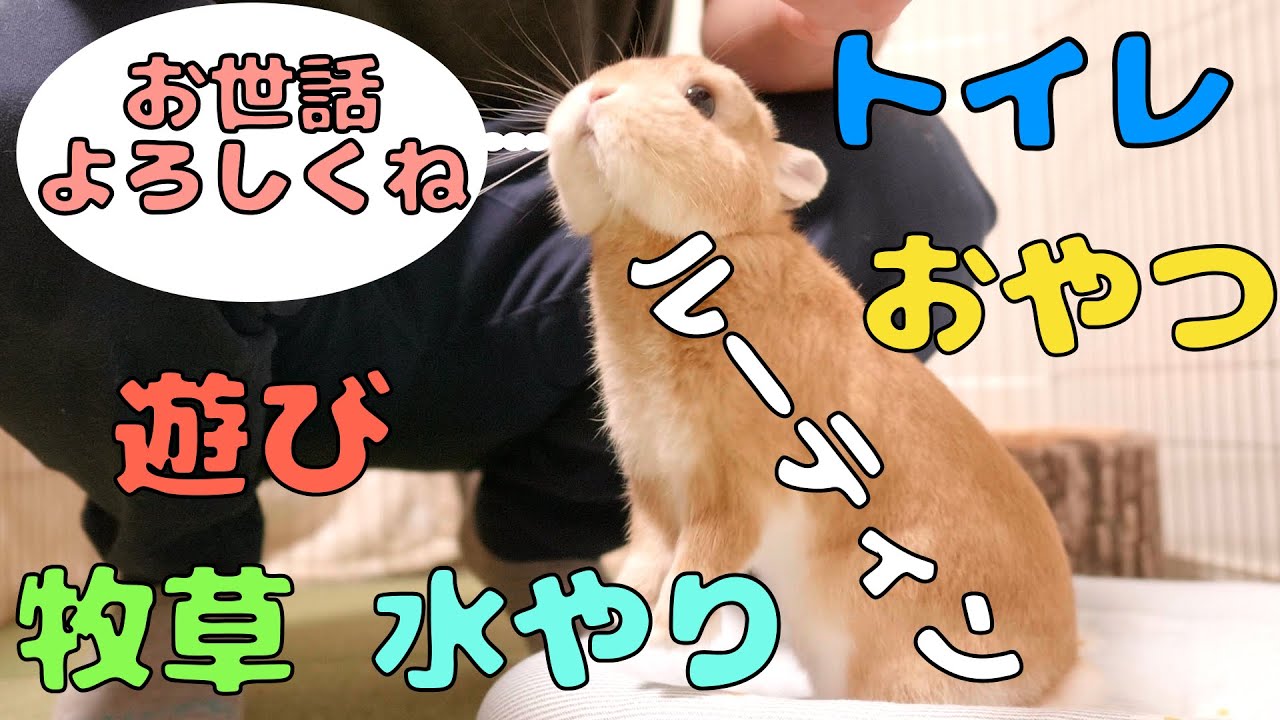 うさぎと暮らすお世話係りのルーティン【No.164】
