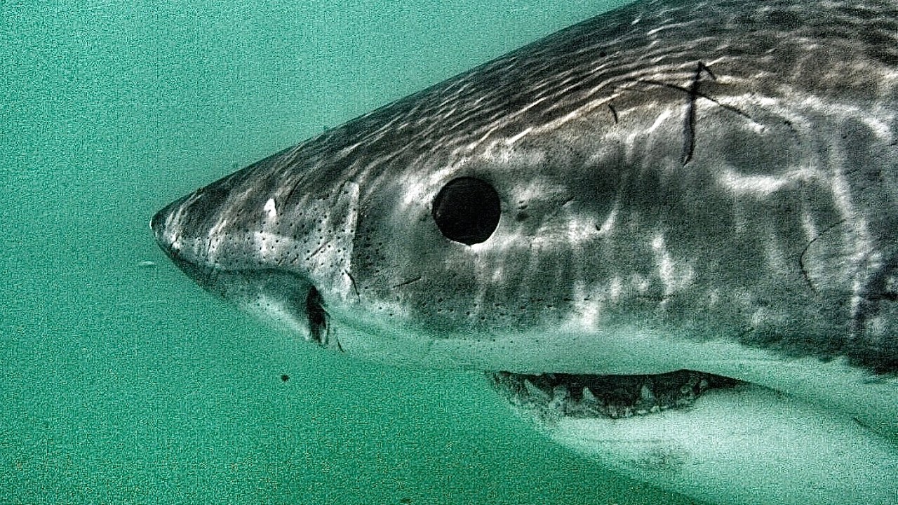 Why I Love Sharks | Andy Brandy Casagrande | Uncaged
