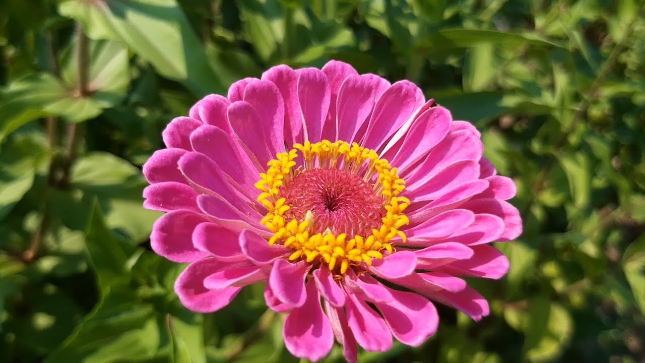 Young Cloroplasto &ndash; Le Asteraceae feat. Lady Gardenia & Carmen Colchico (prod. Tonoplasto)