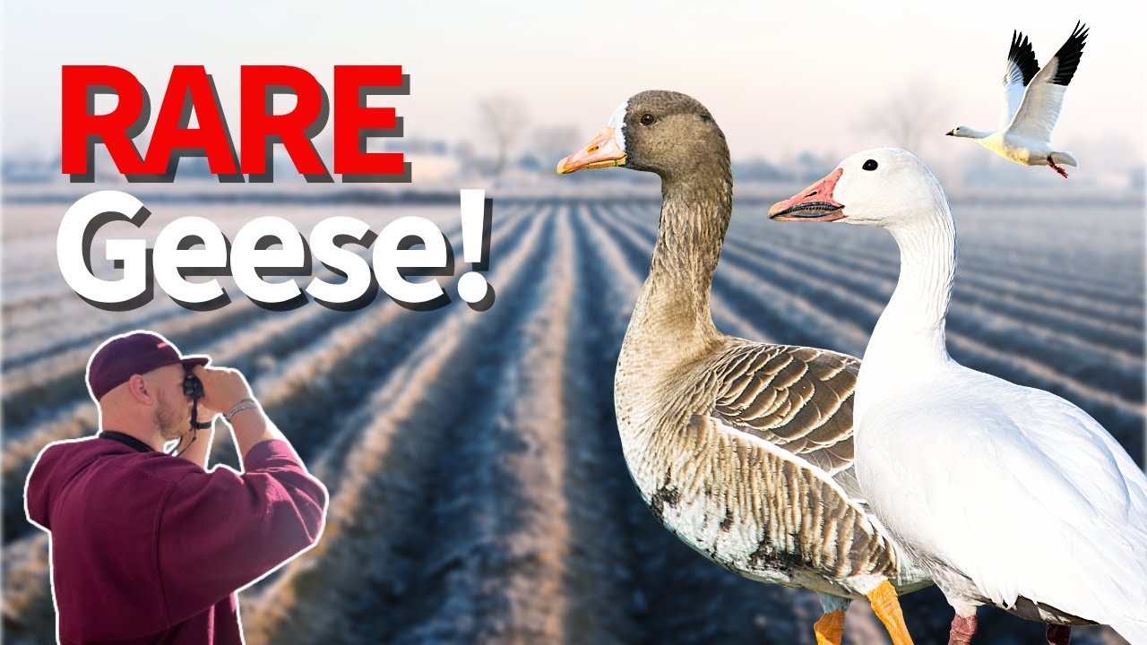 Exploring Utah's Wilds For Incredibly RARE geese