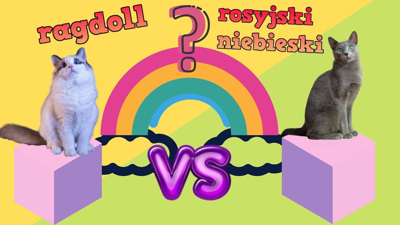 RAGDOLL VS ROSYJSKI NIEBIESKI - zrobiliśmy labirynt dla kotów