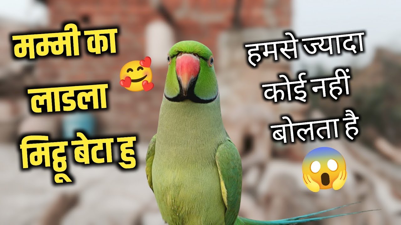 Ye Mummy मिट्ठू को रोटी दो 😱 मम्मी का लाडला मिट्ठू 🥰 Parrot Talking मम्मी-पापा 😎 Parrot Speak Mummy🦜