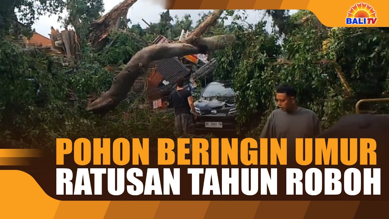 POHON BERINGIN UMUR RATUSAN TAHUN ROBOH