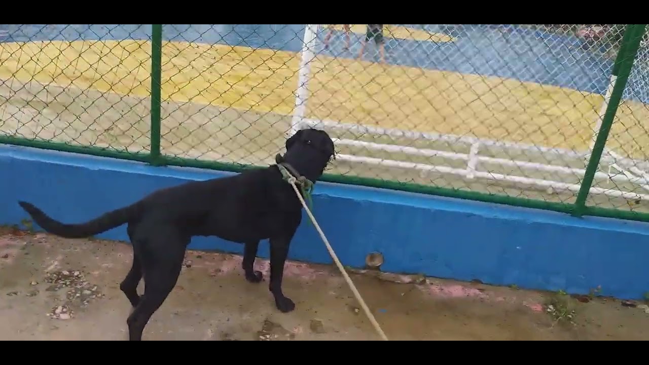 LABRADOR COM DOG ALEMÃO/ QUERENDO JOGAR FUTSAL NA CHUVA