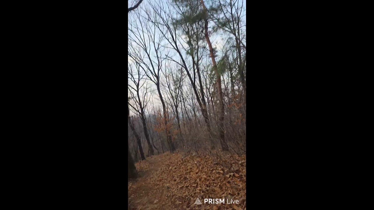 Live 988일차 아침맨발산행 in Korea!