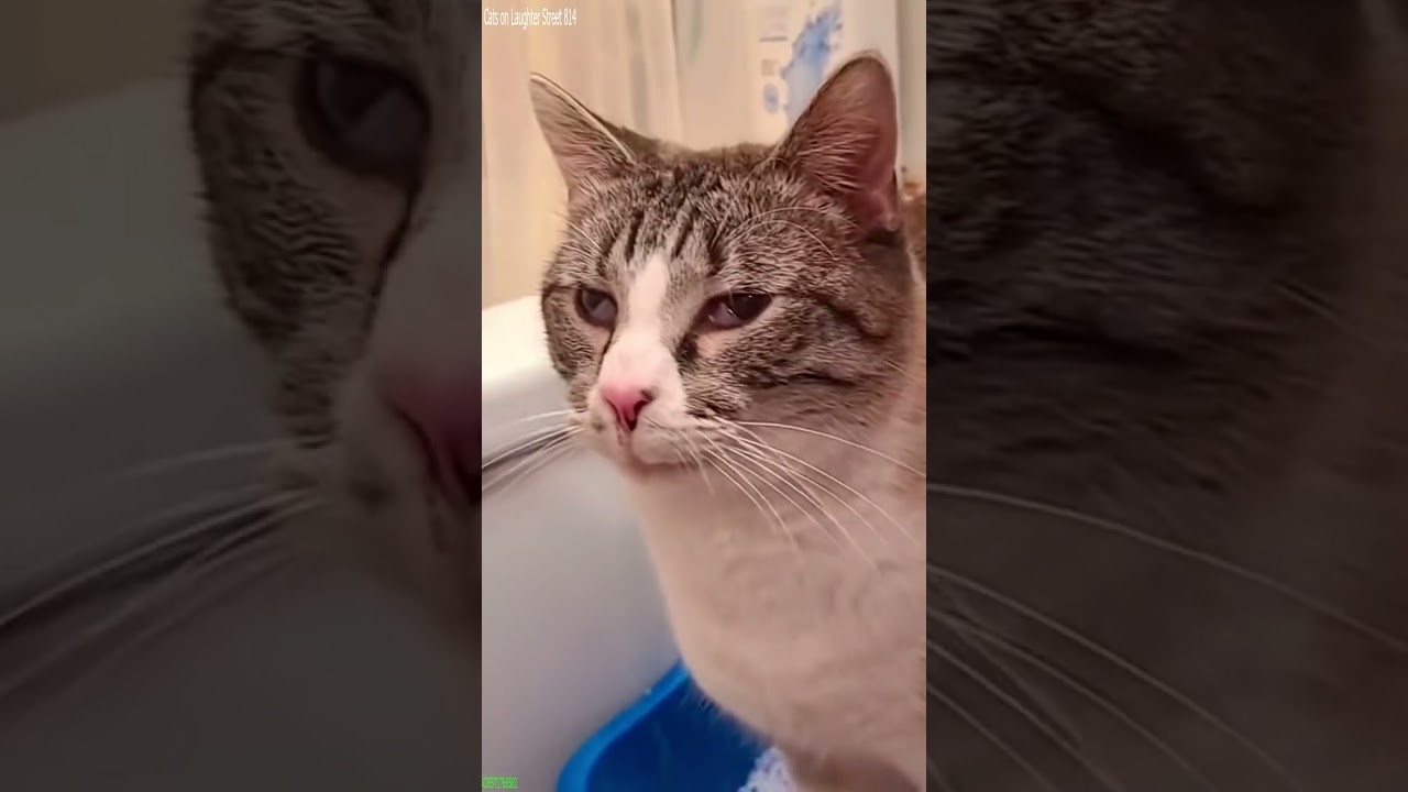 Cat Lover 🐕 Cat Fails 😻 # Ep 9336