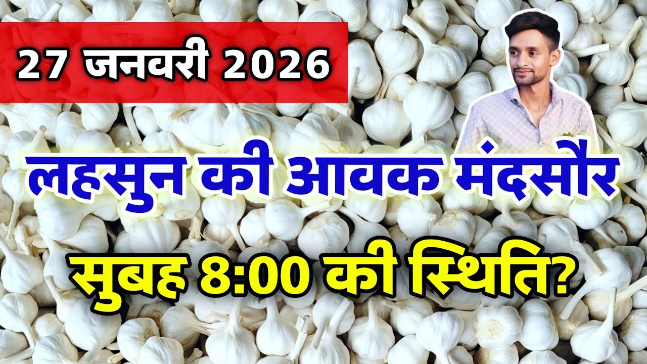 नई लहसुन की आवक मंदसौर मंडी 27 जनवरी 2026 | Garlic Arrival Today Mandsaur #mandsaur_mandi_bhav