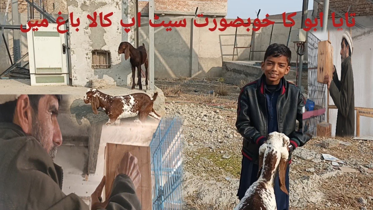 تایا ابو کا خوبصورت سیٹ اپ کالا باغ میں