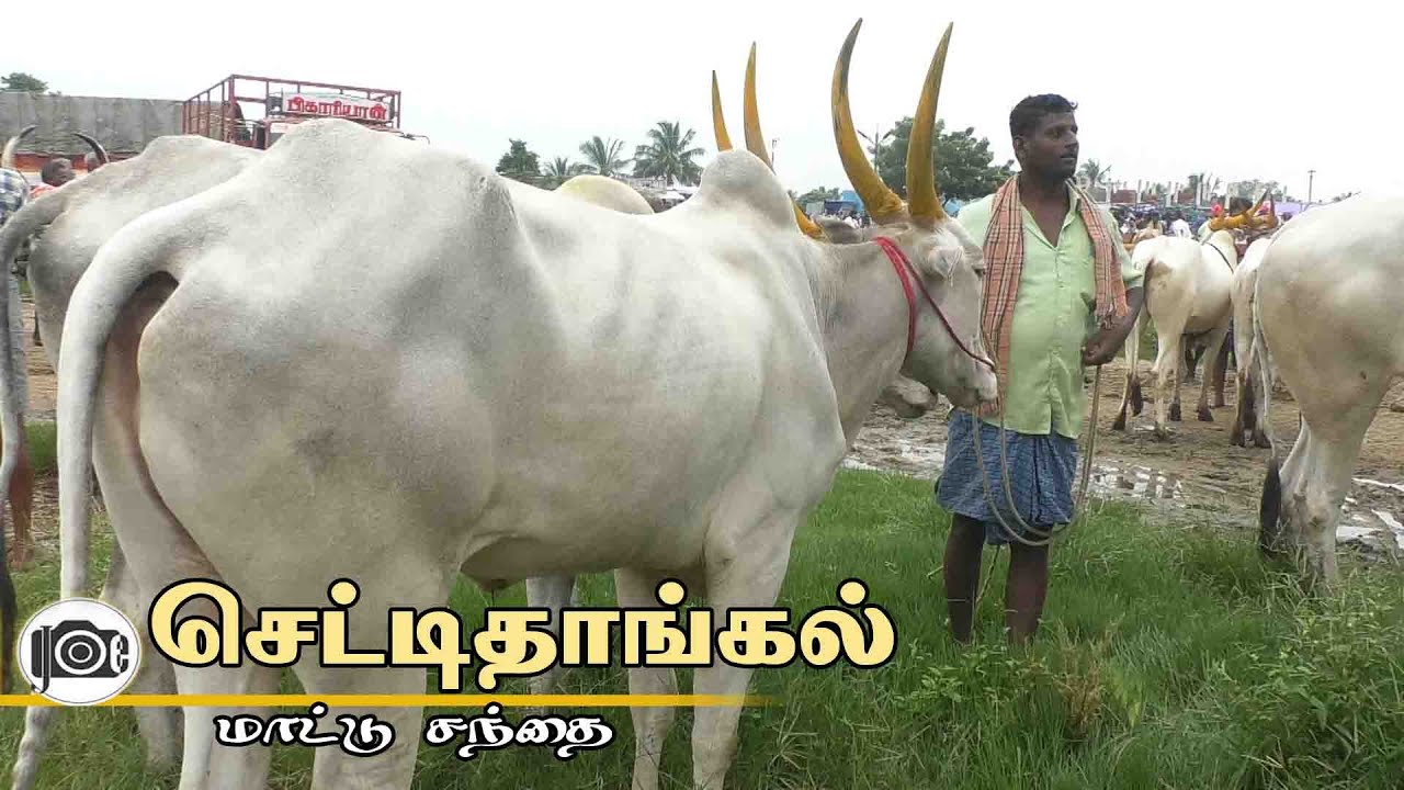 Chettithangal mattu santhai | செட்டிதாங்கல் மாட்டு சந்தை