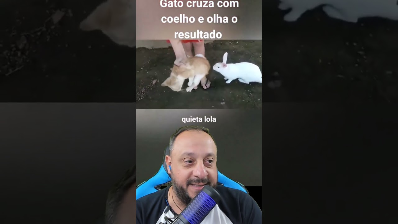 Hibrido de gato com coelho? É possível?