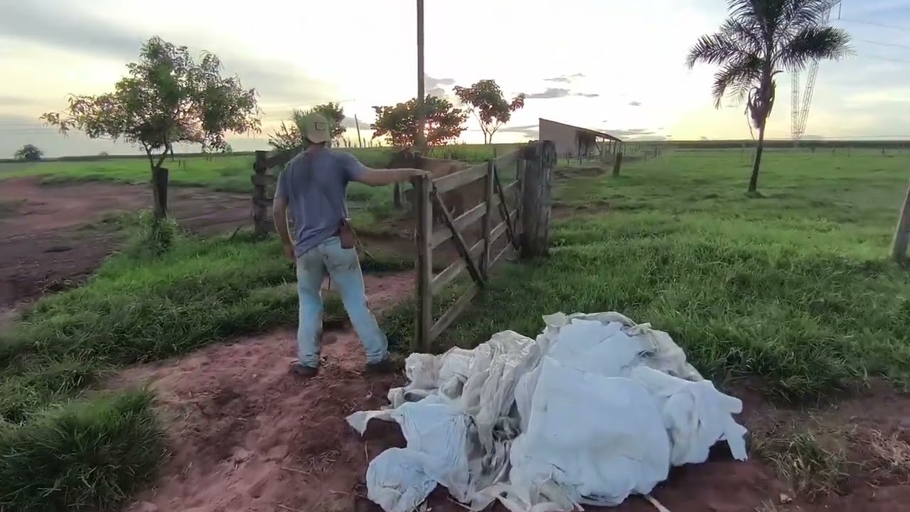 a vaca pariu  é ela e muito  brava