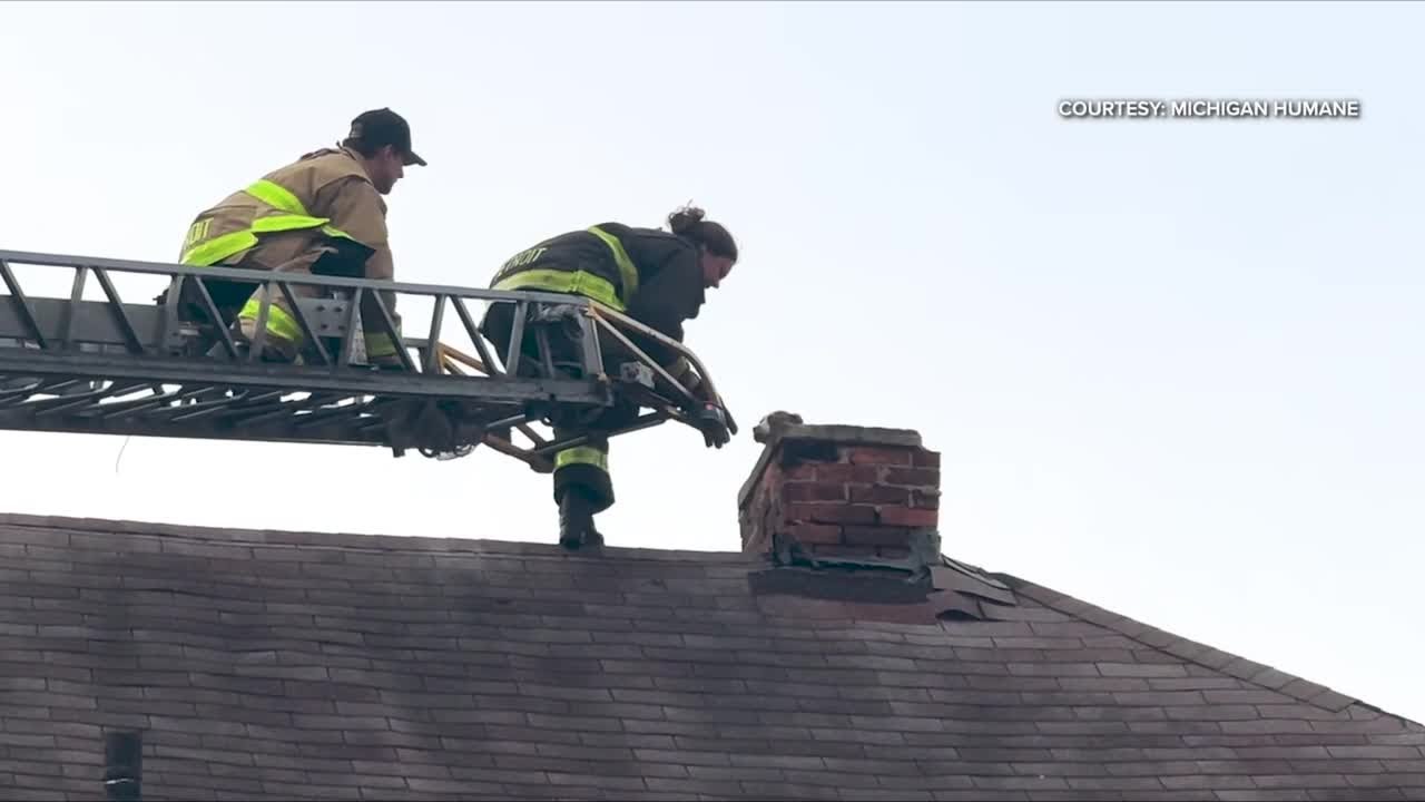 ВИДЕО: Организация Michigan Humane и Департамент пожарной охраны штата Мичиган спасли щенка из ды...