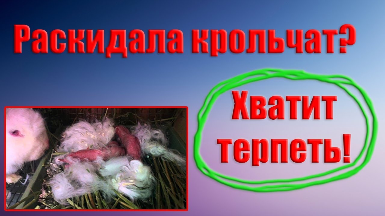 Крольчиха разбросала крольчат. Не кормит. Выход есть!