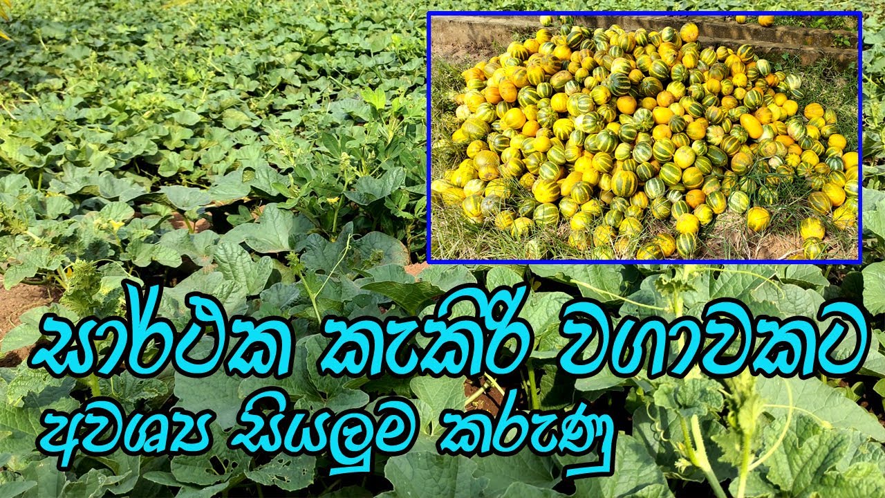 කැකිරි වගාව / සාර්ථක කැකිරි අස්වැන්නක් ලබා ගැනීමට  / kakiri wagawa / kakiri wagawa sinhala