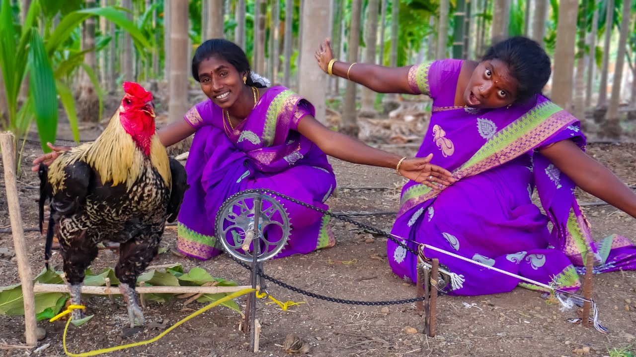 Chicken Trap|சைக்கிள் பார்ட்ஸ் வச்சு கோழி பிடிக்கலாம்|Primitive Bird Trap|Village Super Cooking