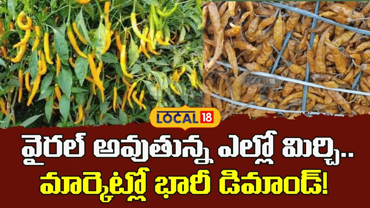 Yellow Chilli Creates Huge Demand in Market |వైరల్ అవుతున్న ఎల్లో మిర్చి.. | #local18V