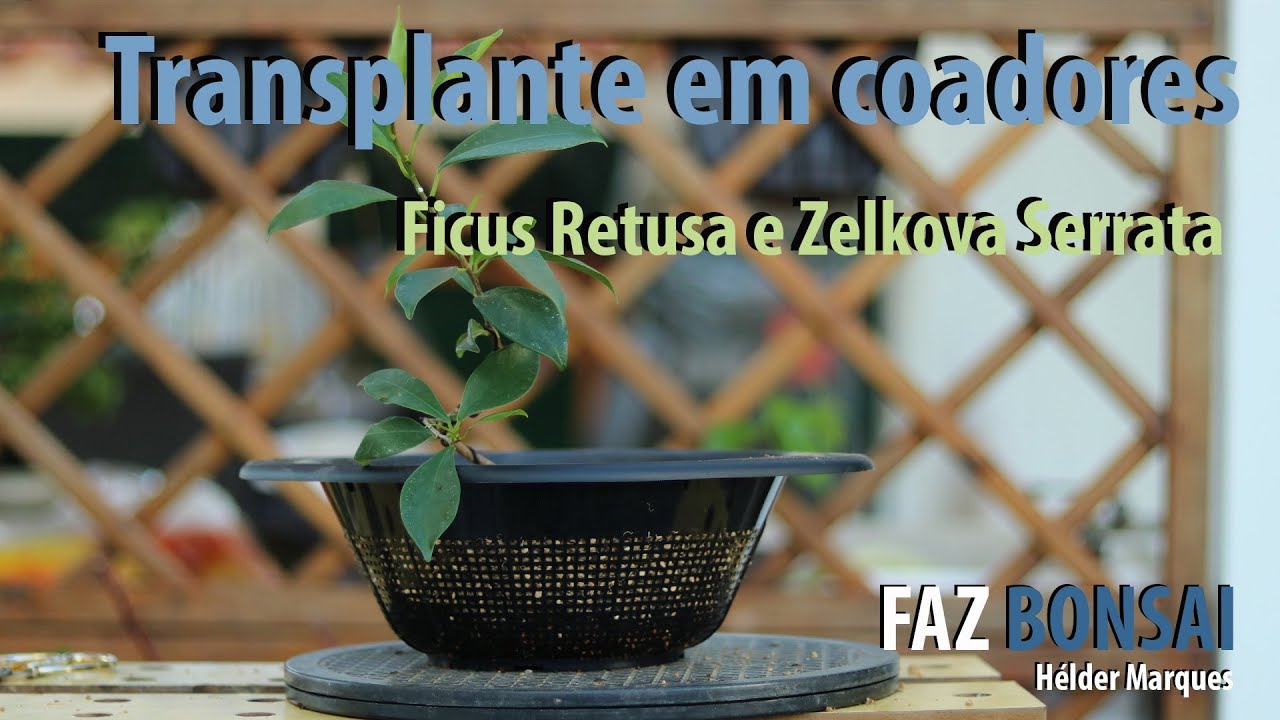 Transplante em escorredores/coadores