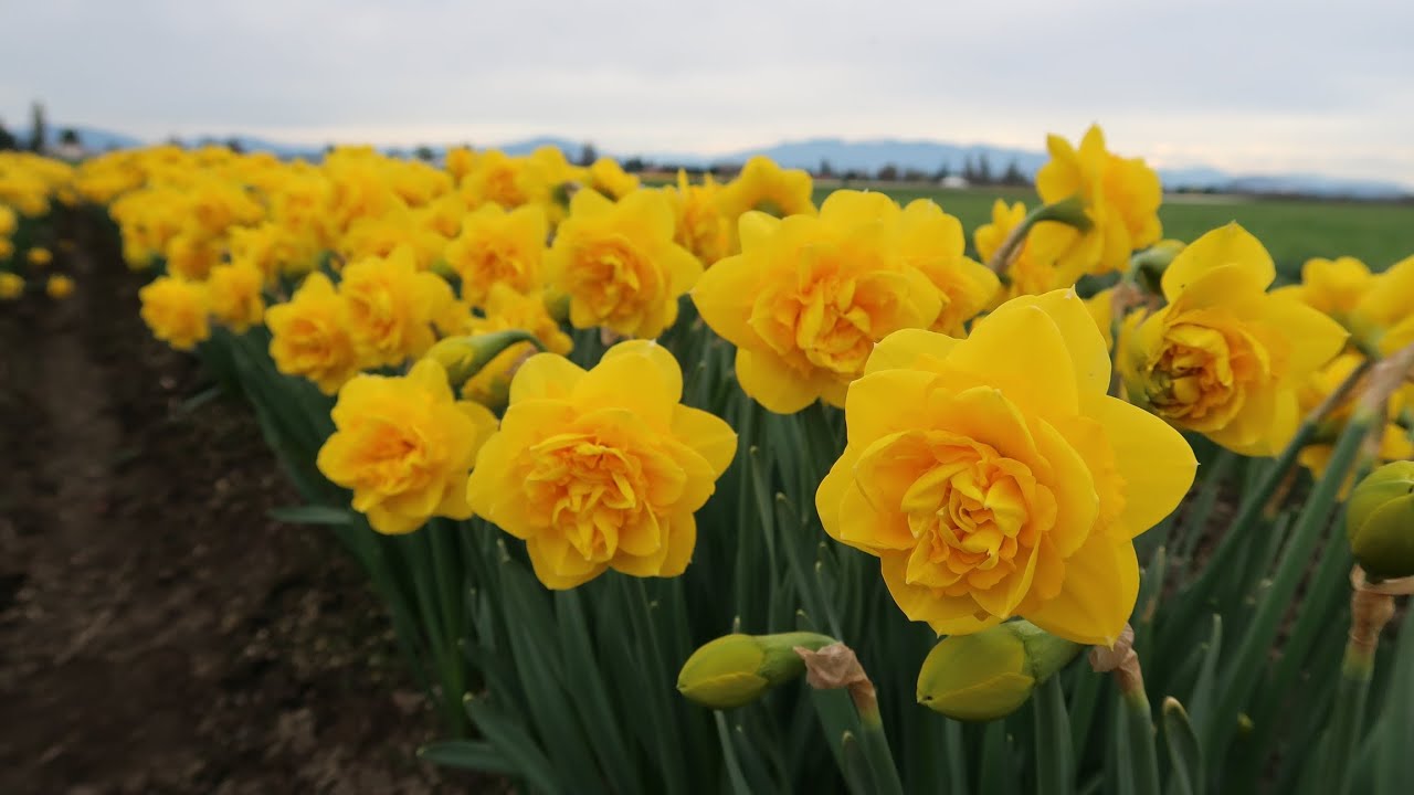 Tale of the Narcissus/Daffodil - Origin, Myth, Symbolism, Beliefs, Fun Facts and Care Tips