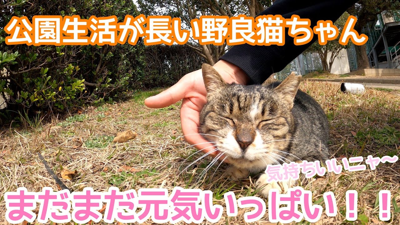 【 stray cat with a long park life is sweet and cute!!】公園生活が長い野良猫ちゃん！まだまだ元気で甘えん坊！！