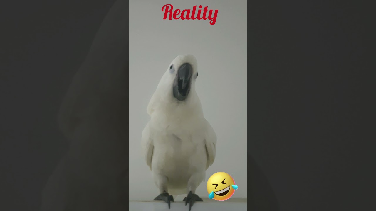 Expectations VS Reality part 1 (Cockatoo version)