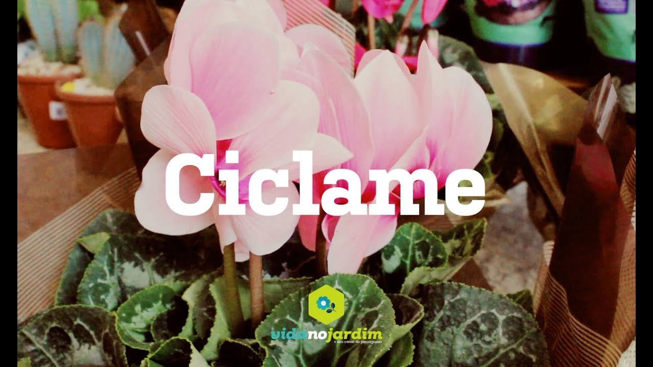 Ciclame