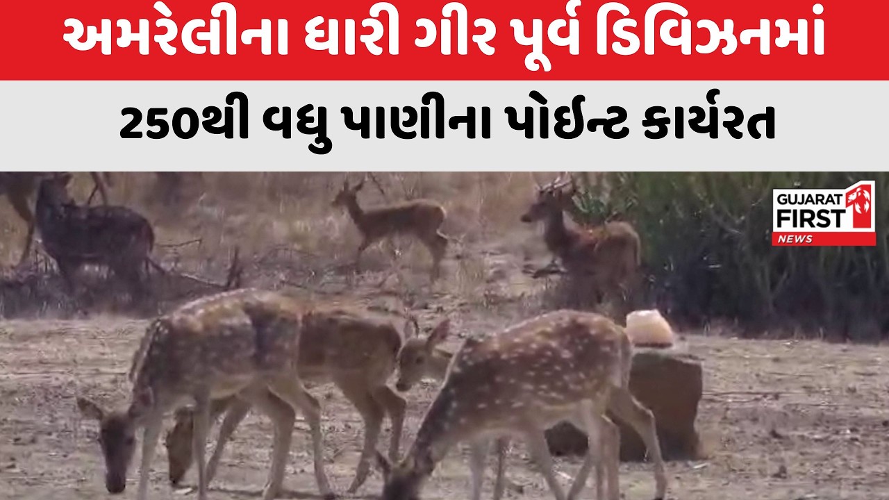 Amreli ના ધારી ગીર પૂર્વ ડિવિઝનમાં 250થી વધુ પાણીના પોઇન્ટ કાર્યરત । Gujarat First