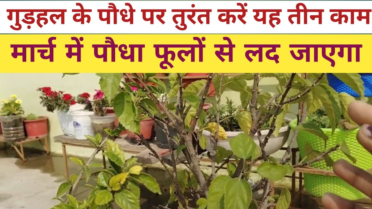 फरवरी मार्च में गुड़हल पर यह काम जरुर करें ,जिससे कि हमारा पौधा फूलों से पूरे साल लग रहे।
