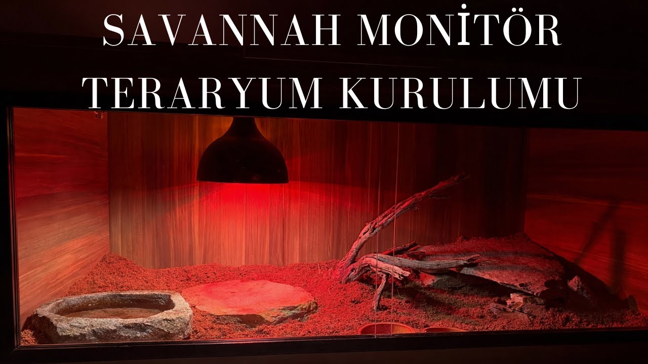SAVANNAH MONİTÖR TERARYUM KURULUMU