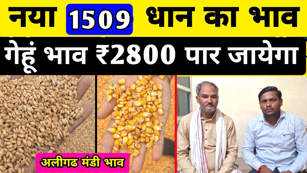 गेहूं मे रिकॉर्ड तेजी का माहौल बनेगा/ gehu ka bhav aaj ka /aligarh mandi bhav aaj ka / sarso ka bhav