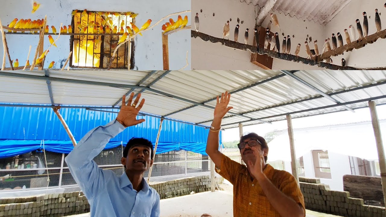 Enjoying The Extra Large Colony Bird Breeding Setup / Biggest Exotic Birds Aviary Visit. (Part-2).