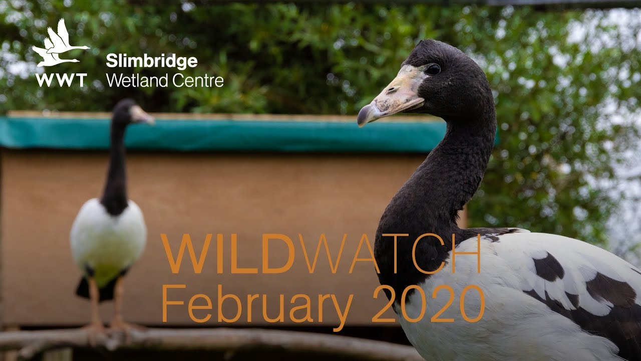 WWT Wildwatch Slimbridge - February 2020 | Where Do Our Migratory Birds Go?
