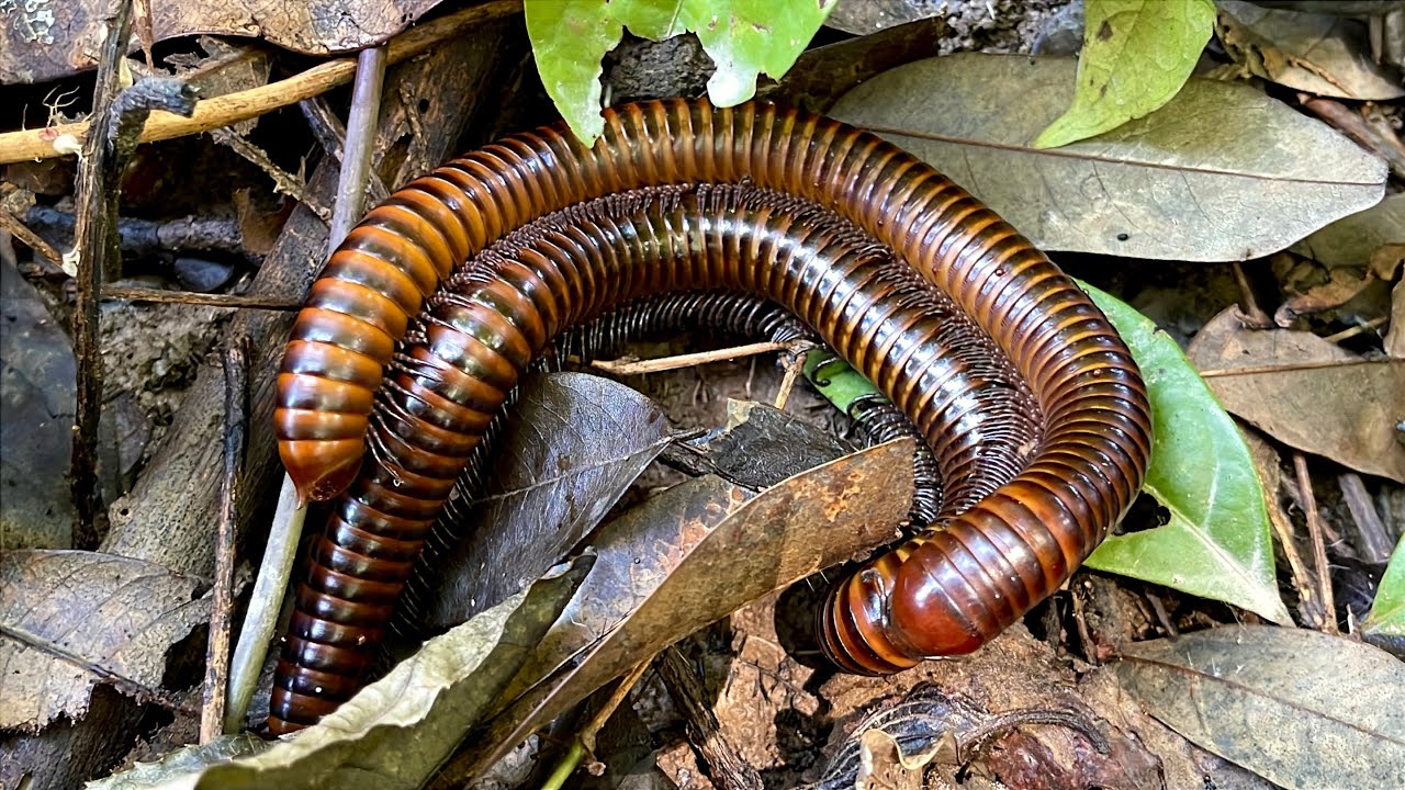 😭 Hunting Millipedes and centipedes, tilapia, iguanas, turtles #live
