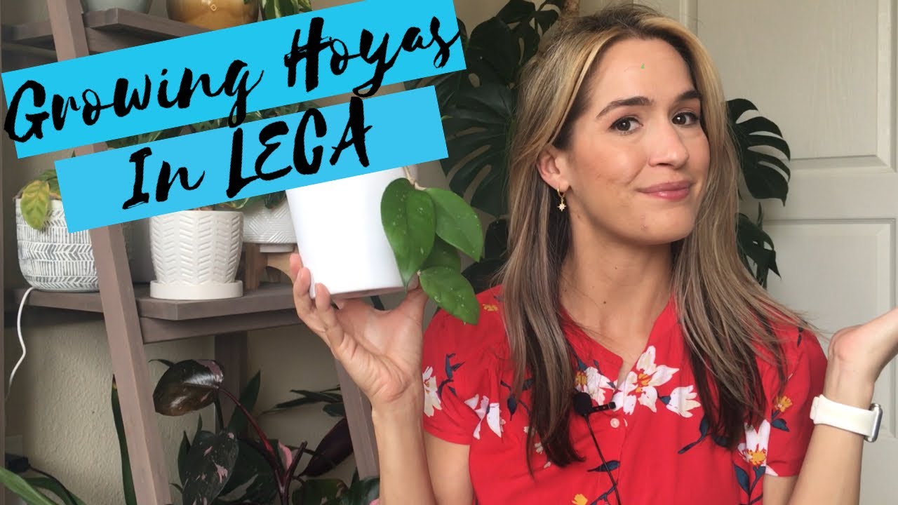 Growing Hoyas in LECA | Semi-Hydroponics