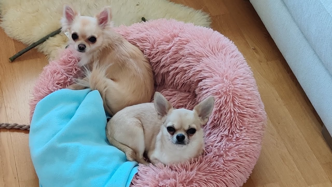 Chihuahua Tina ja lauman uusi jäsen viettävät sunnuntaita 🐕