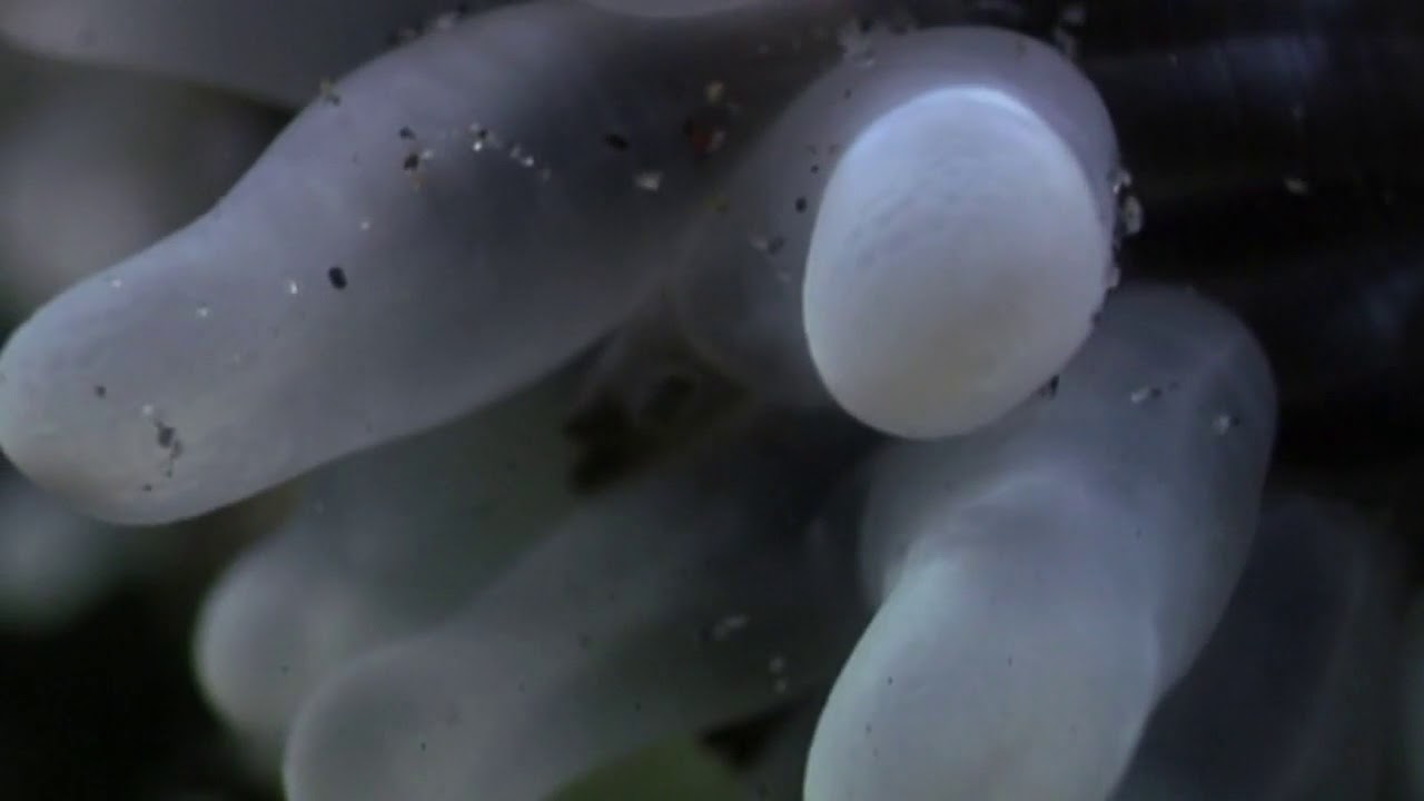 Nematocyst Animation  Fighting Tentacles