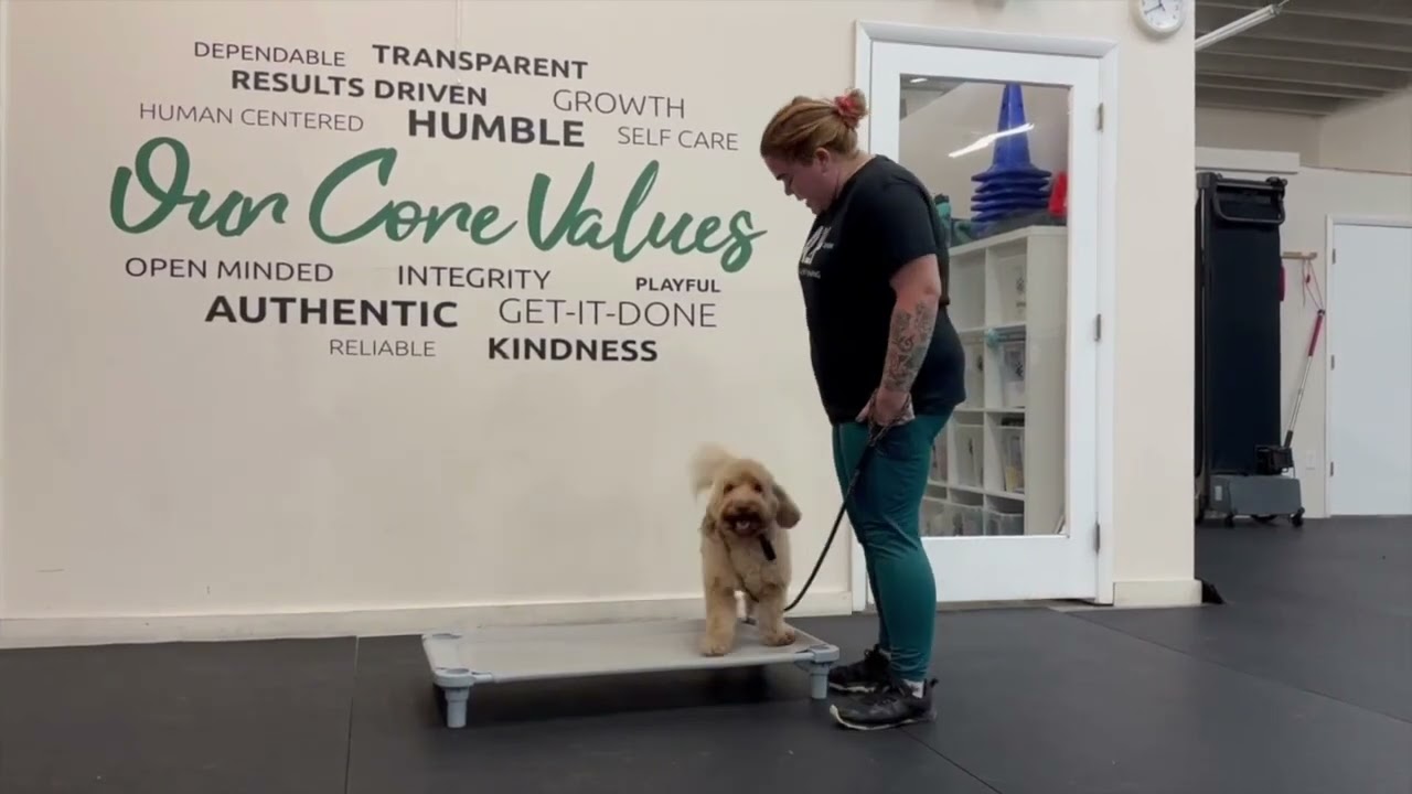 Miami Dog Training &bull; Before & After with Lilo