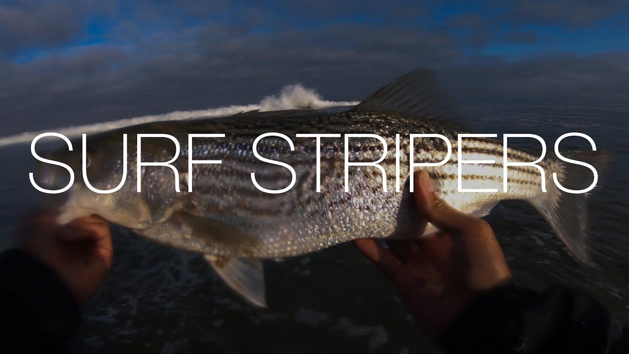 HOW TO SURF FISH FOR STRIPED BASS