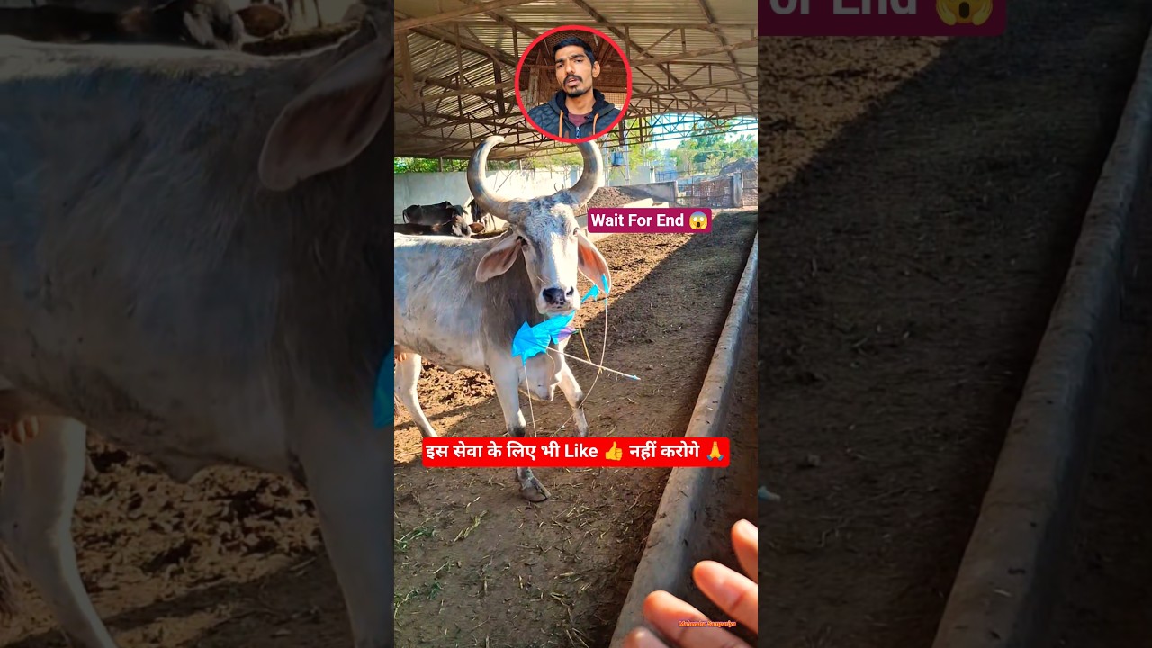 મિત્રો આ વીડિયાને વાયરલ કરવામાં સપોર્ટ કરજો 🙏 