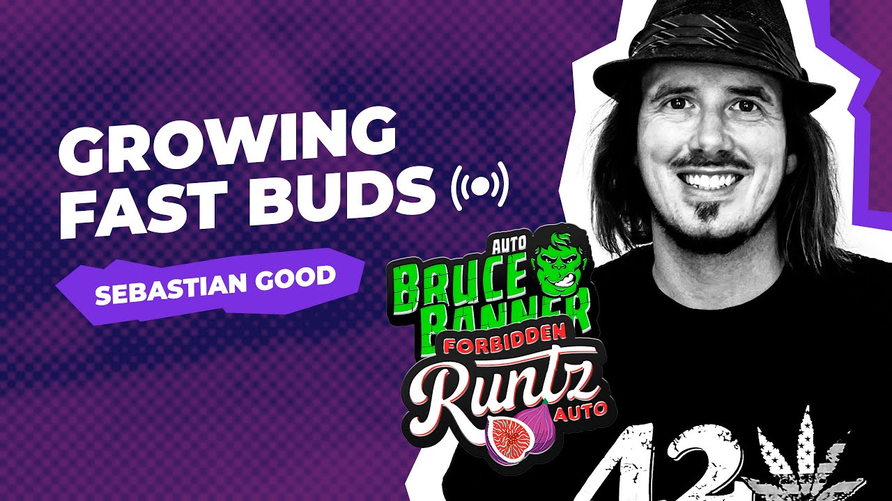 Growing Fast Buds cannabis strains | Sebastian Good