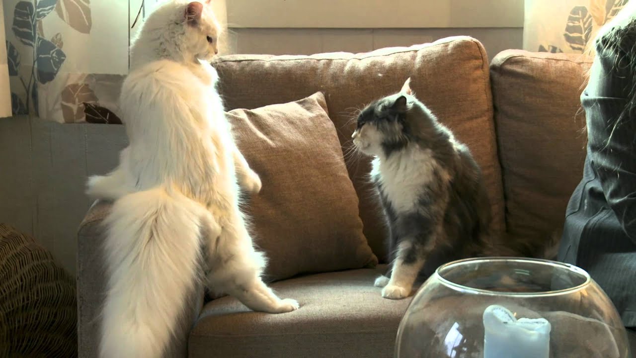 Maine Coon -kissat 16.11.2011