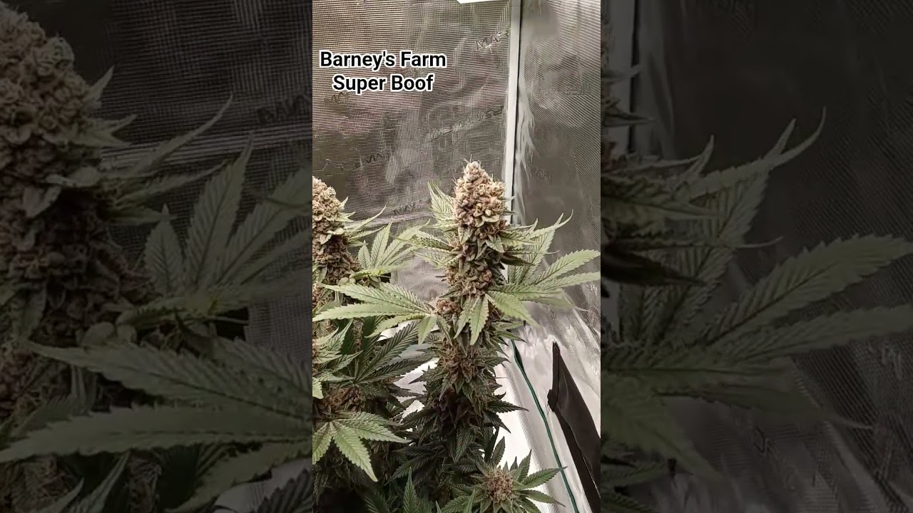 Barney's Farm/ Super Boof 🥷🔥
