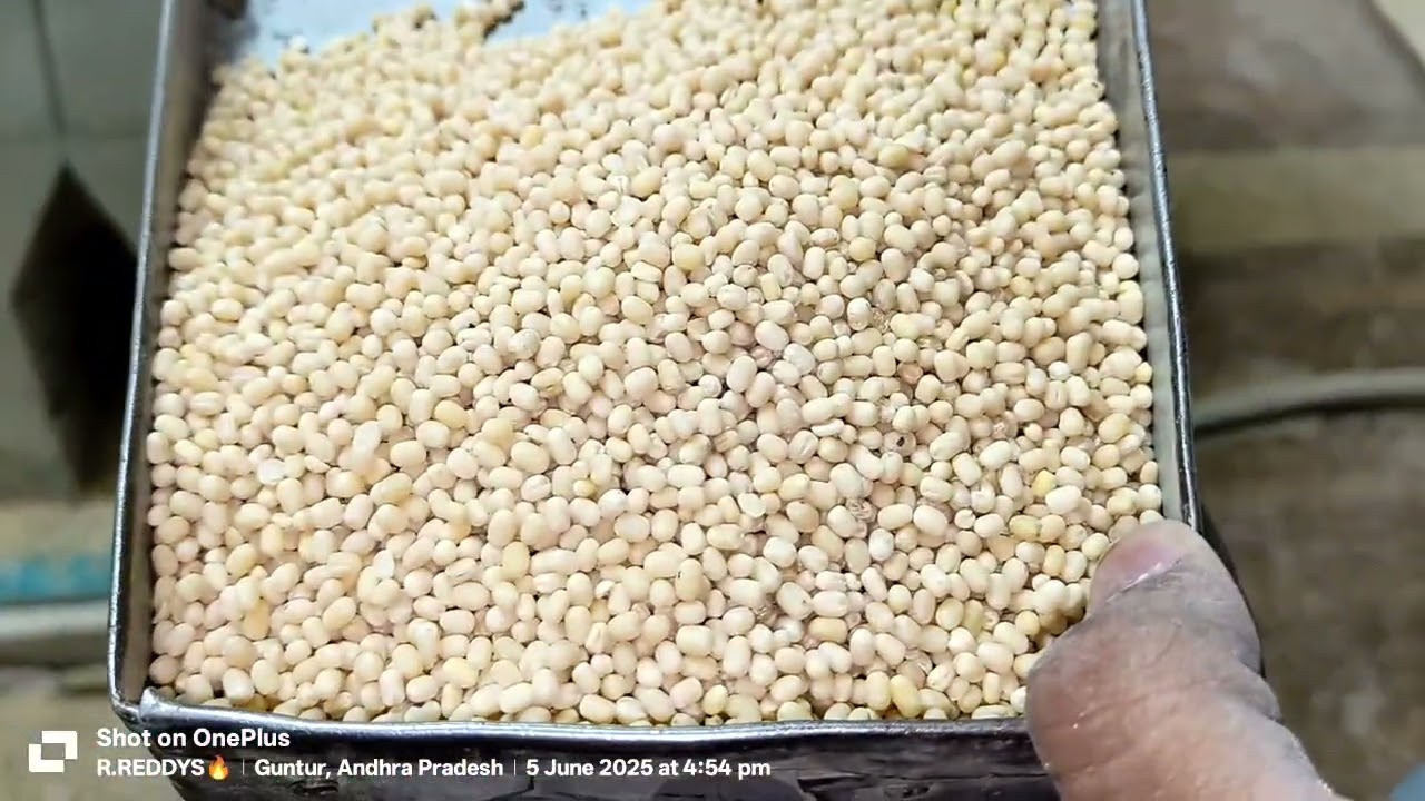 urad gota - sri shivani agro processing industeris tenali