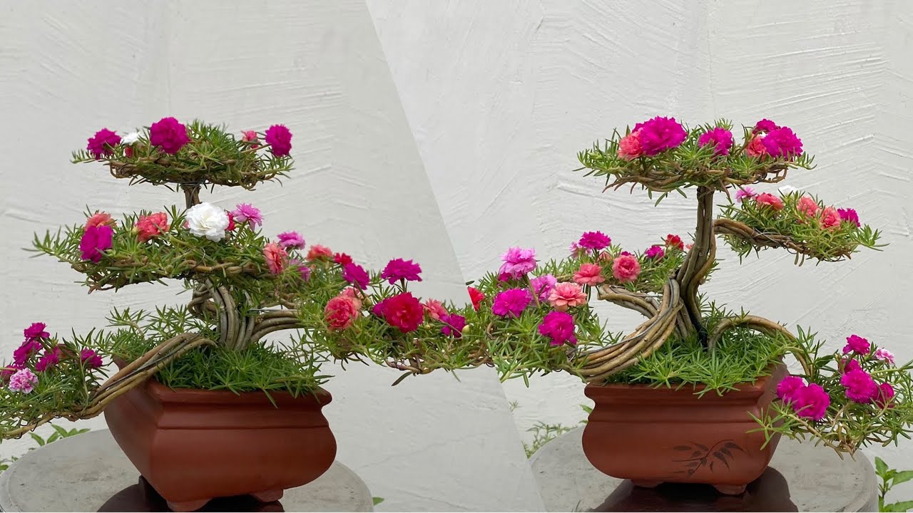 How to Make a Portulaca Grandiflora | Moss Rose Bonsai Bringing Natural Beauty to Bloom