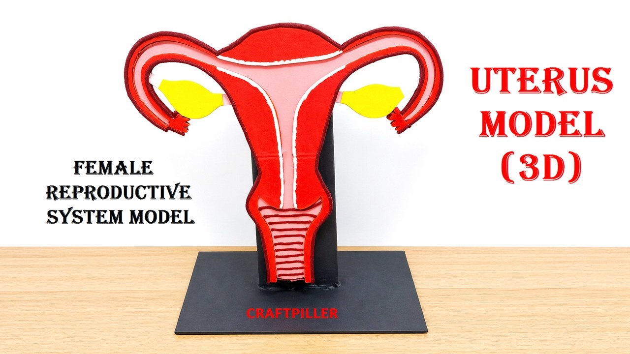 Female reproductive system model making (uterus model 3d) |  diy  | craftpiller @howtofunda