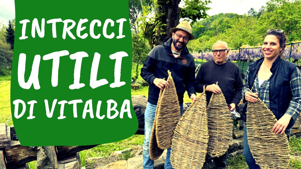 Una PIANTA INFESTANTE tutta da scoprire: la VITALBA tra ARTE e ORTO