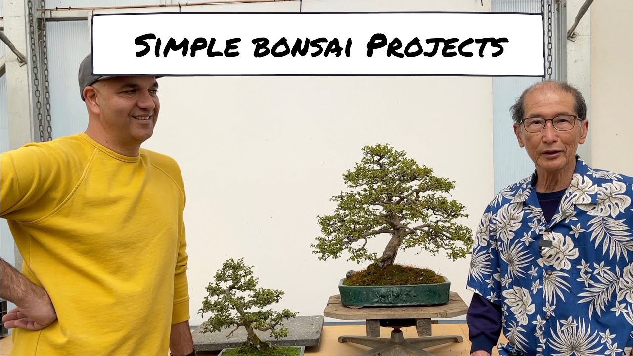 Simple Bonsai Projects