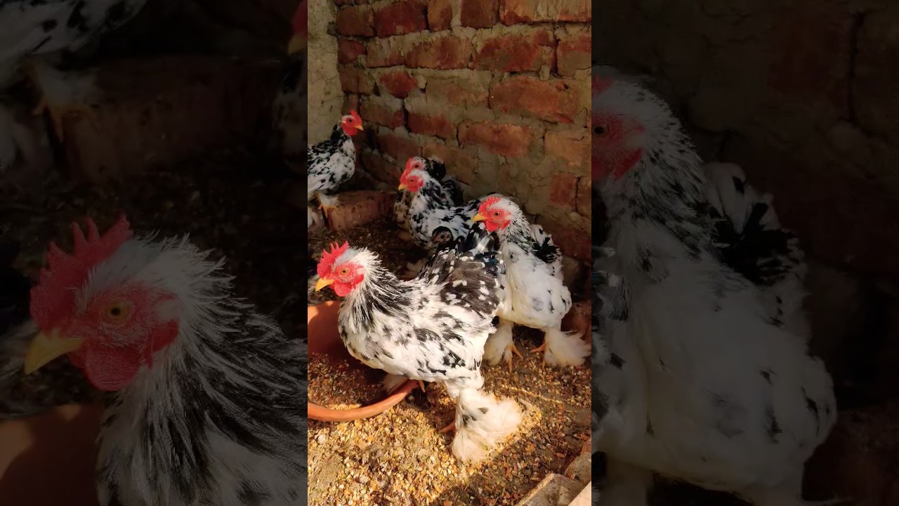 Bentum Hens #shorts #viral #hens