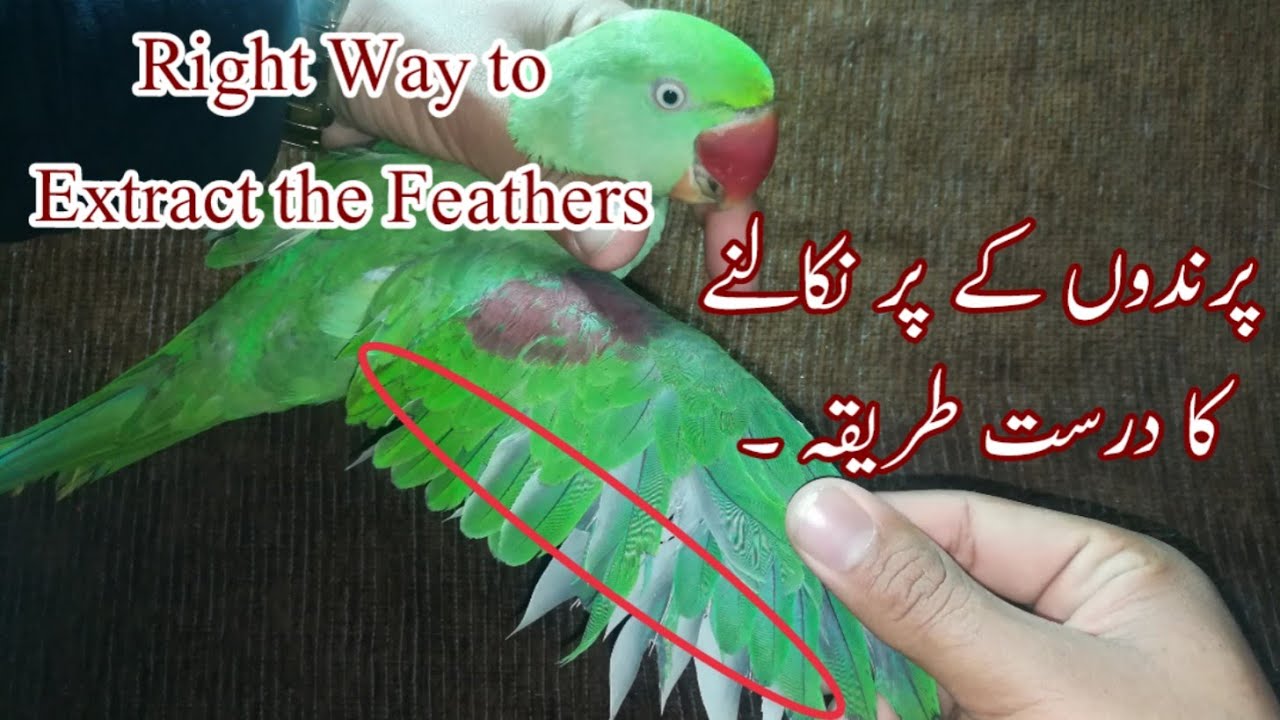 How to pluck Birds Feathers. Essay way to extract Birds Feathers.Parrots k par kasay nakaltay hai